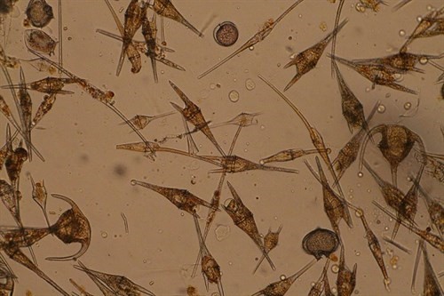 Scottish Plankton