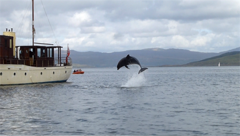 Dolphin jumping in Mull